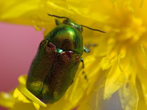 Cryptocephalus sp.
